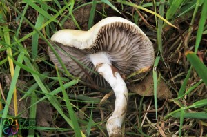 agrocybe praecox (4).jpg